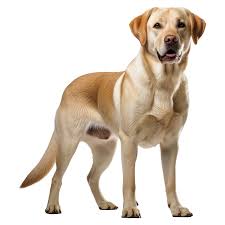 Dog logo