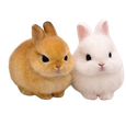 Small Pets