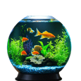Aquarium & Fish