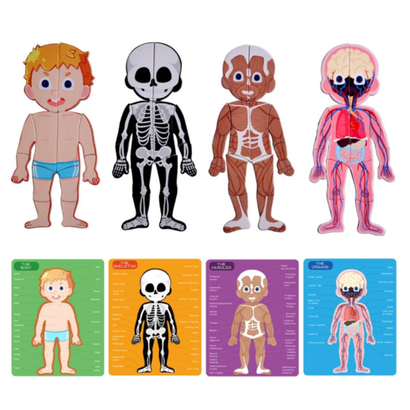 PANDA JUNIOR | Magnetic Puzzle Game -Human Body PJ008-1 | 49700293