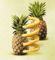 GEFU | Pineapple Slicer PROFESSIONAL PLUS | 13550