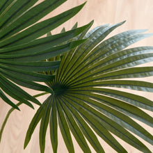 HOMEBOX | Teodoara Fan Palm Tree - 160 cm | 164935332