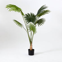 HOMEBOX | Teodoara Fan Palm Tree - 160 cm | 164935332