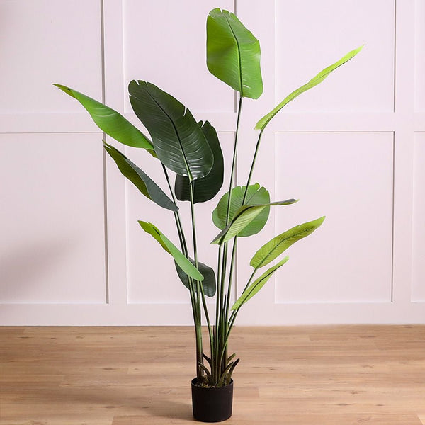 DANUBE | Banana Tree 180 CM | 231202708337