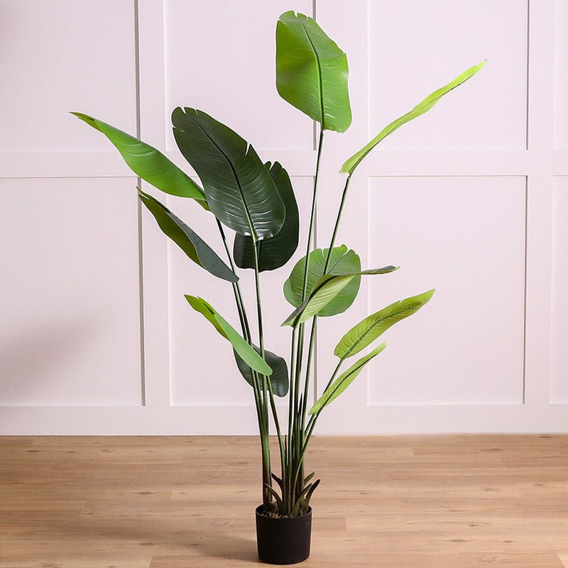DANUBE | Banana Tree 180 CM | 231202708337