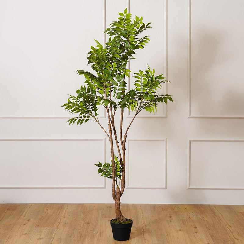 DANUBE | Toona Plant 170 CM | 231202708339