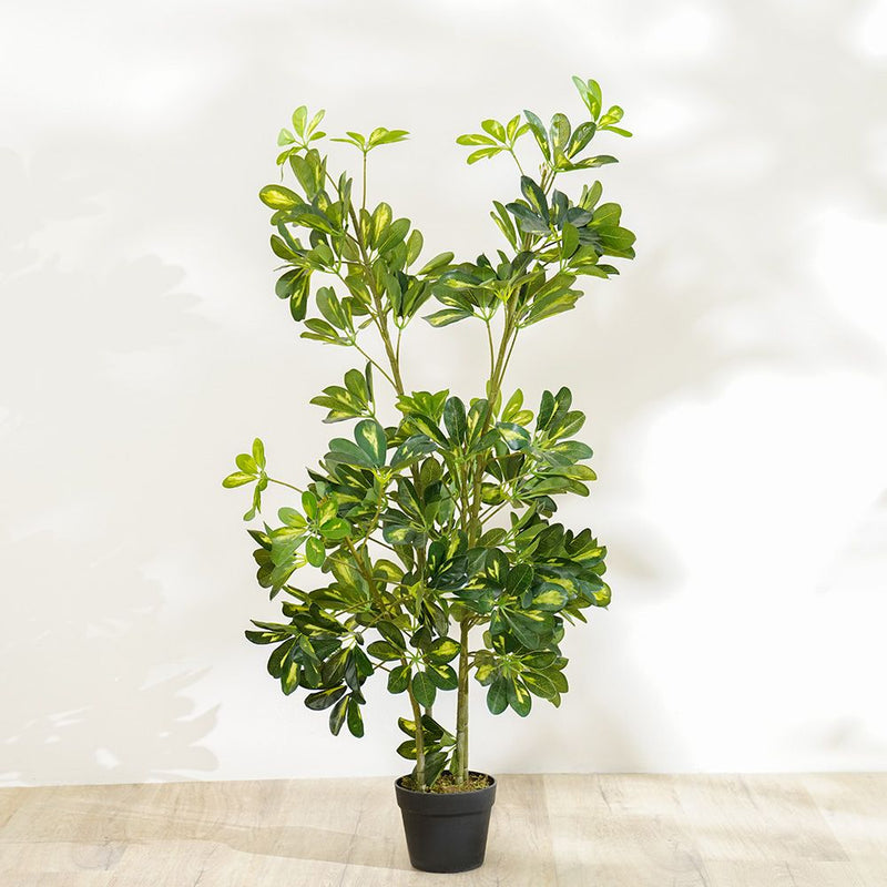 DANUBE | New Umbrella Plant 120 cm | 231202708340