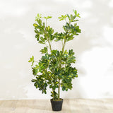DANUBE | New Umbrella Plant 120 cm | 231202708340
