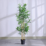 DANUBE | Bamboo 183 Lvs Potted Plant 145Cm