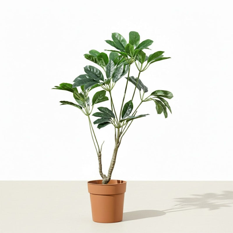 DANUBE | Pot Plant Schefflera 100Cm | 231202709860
