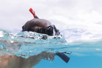 BESTWAY | Inspira Pro Snorkel Set L/XL Assorted | BES115TOY01608