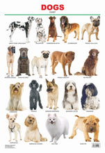 Educational Chart Dogs