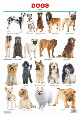 Educational Chart Dogs
