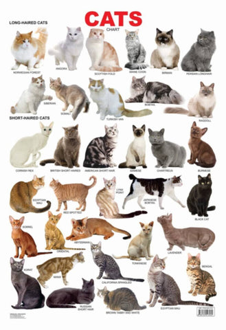 Educational Chart Cats