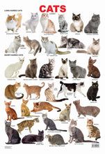 Educational Chart Cats