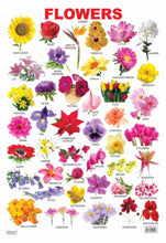 Educational Chart Flowers