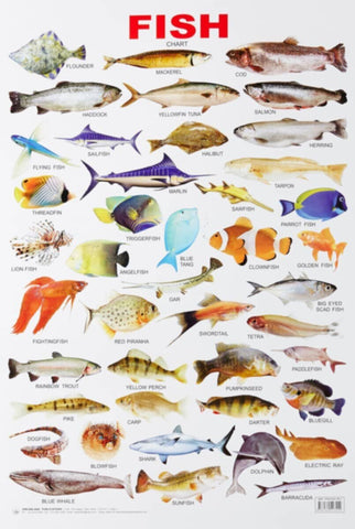 Educational Chart Fish