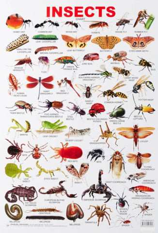 Educational Chart Insects