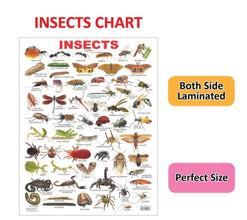 Educational Chart Insects