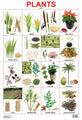 Eductional Chart Plant