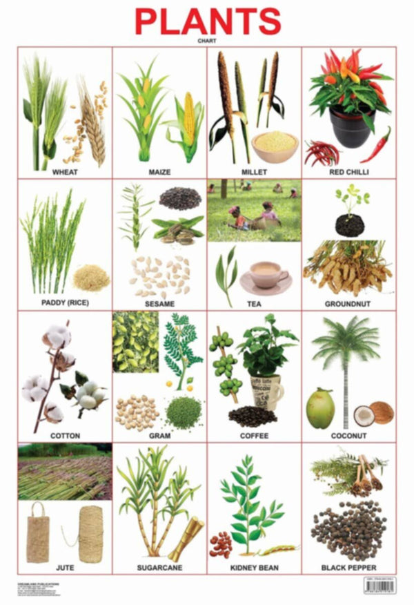 Eductional Chart Plant