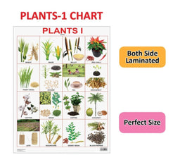 Eductional Chart Plant