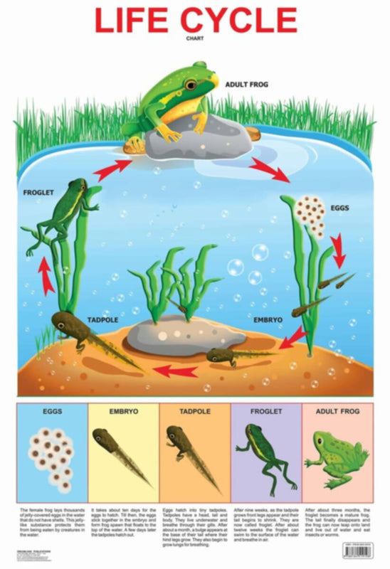 Educational Chart Life Cycle