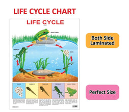 Educational Chart Life Cycle