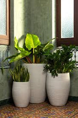 Plants and Planters