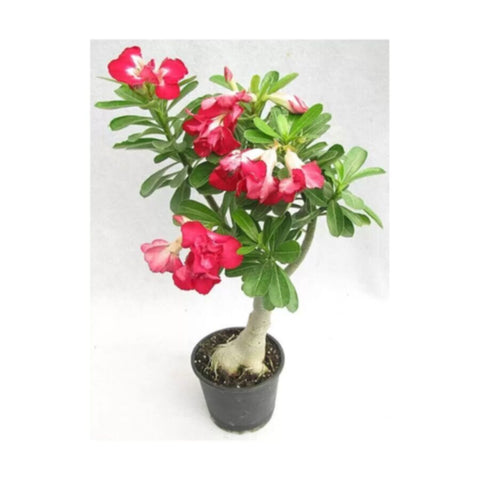 Adenium Obesum | Outdoor Live Plant | 50-60 CM Height