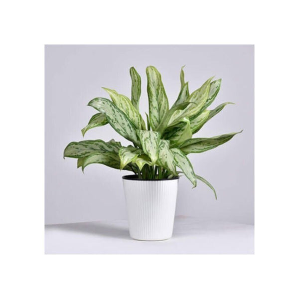 Aglaonema Silver | Indoor Live Plant | 30-40 CM Height