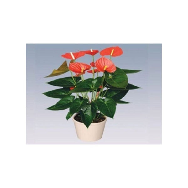 Flamingo Lily/Fluer | Anthurium Indoor Live Plant | 40-50 CM Height