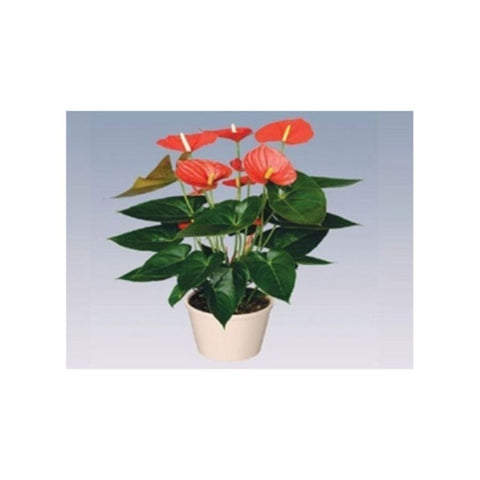 Flamingo Lily/Fluer | Anthurium Indoor Live Plant | 40-50 CM Height