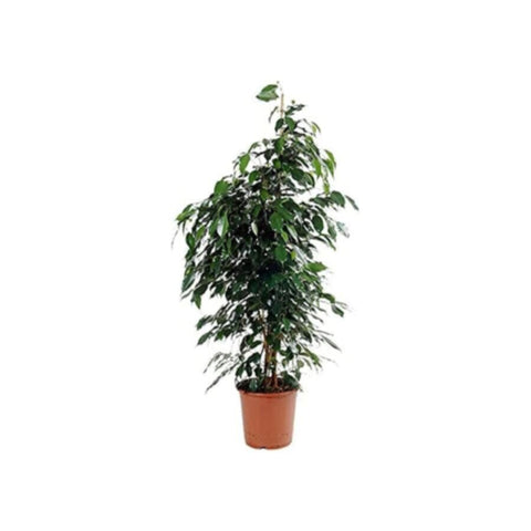 Ficus Benjamina | Indoor Live Plant | 90-100 CM Height