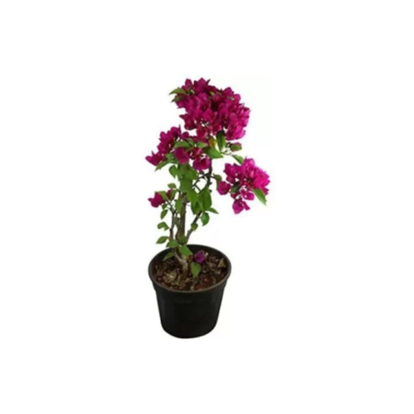 Bougainvillea | Outdoor Live Plant | 40-50 CM Height