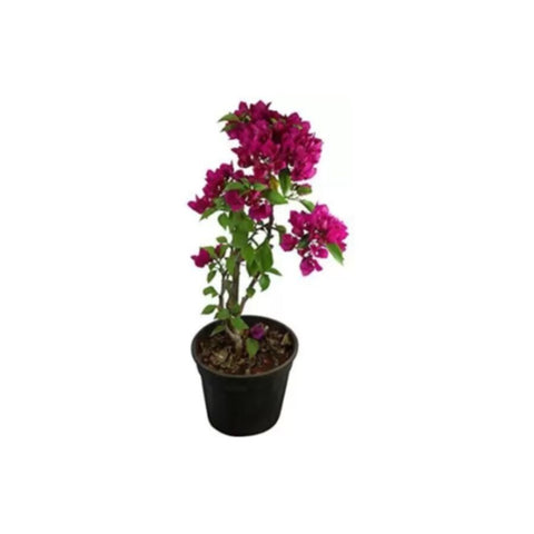 Bougainvillea | Outdoor Live Plant | 40-50 CM Height