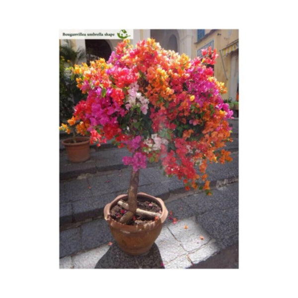 Bougainvillea | Outdoor Live Plant | 1 MT Height | Umbrella
