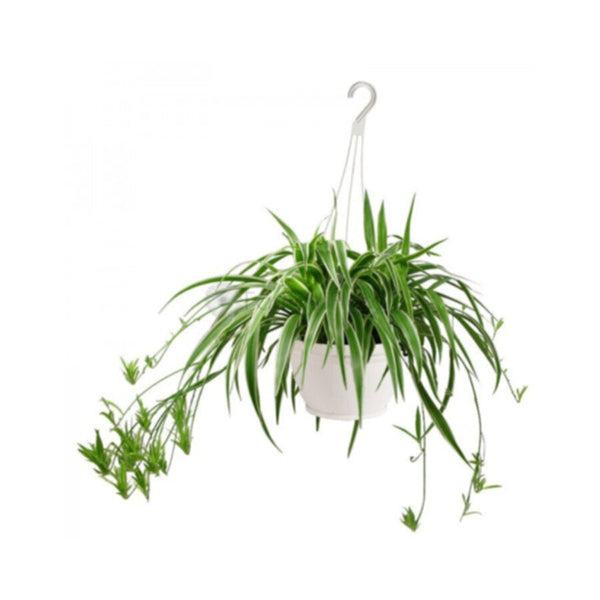 Spider | Chlorophytum Hanging Live Indoor Plant |  30-40 CM Height
