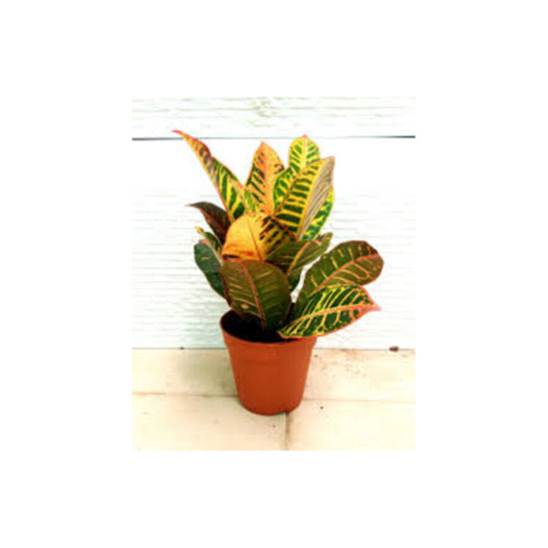 Codeium Croton | Indoor Live Plant | 30-40 CM Height
