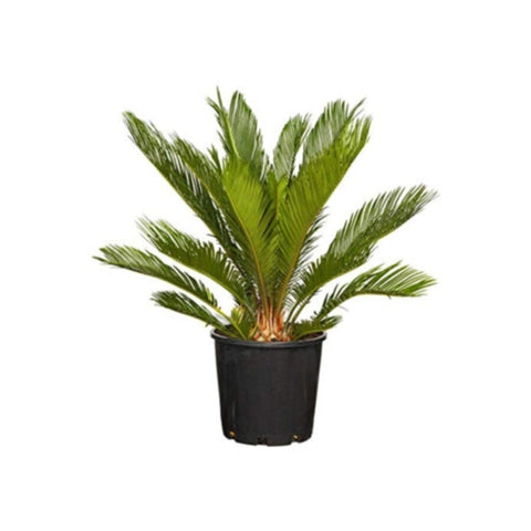 Cycas Revoluta Outdoor Plant 25-30 CM Trunk