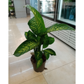 Dieffenbachia Tropic Snow Indoor Live Plant 70-80 CM Height