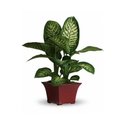 Dieffenbachia | Indoor Flowering Live Plant | 30-40 CM Height