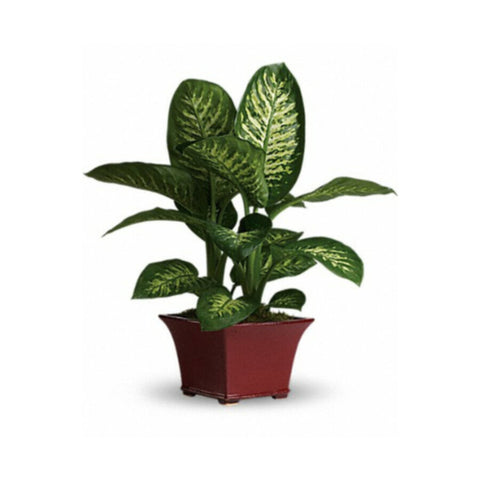 Dieffenbachia | Indoor Flowering Live Plant | 30-40 CM Height