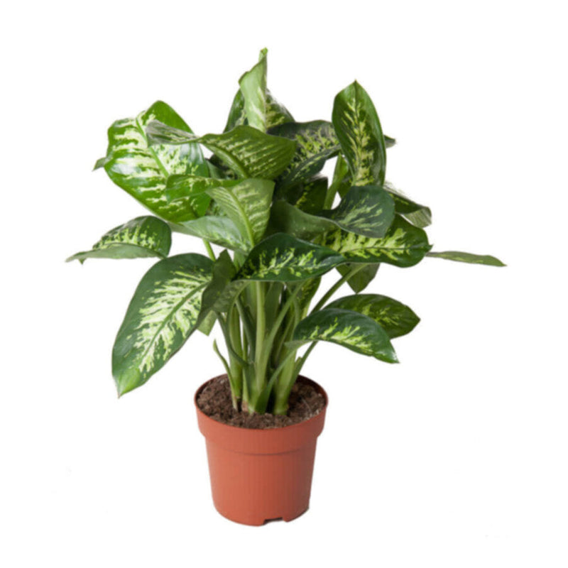 Dieffenbachia Tropic Snow Indoor Live Plant 70-80 CM Height