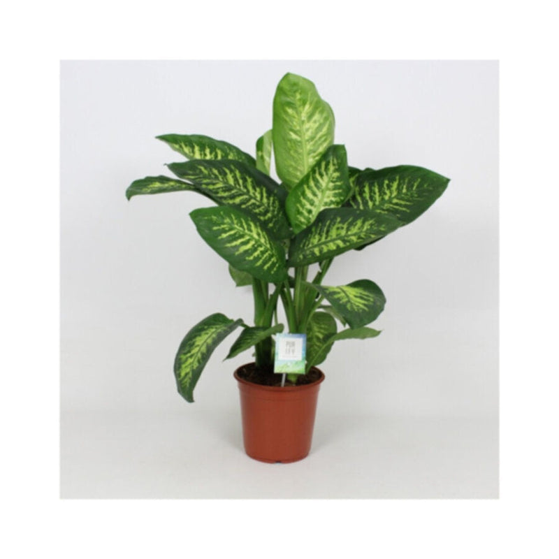 Dieffenbachia Tropic Snow | Indoor Live Plant | 80-90 CM Height