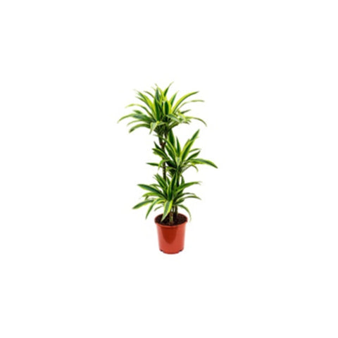 Draceana Lemon Lime | Indoor Live Plant | 90-100 CM Height