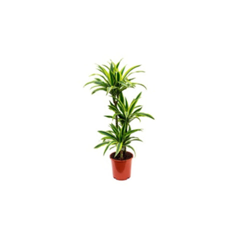 Draceana Lemon Lime | Indoor Live Plant | 90-100 CM Height