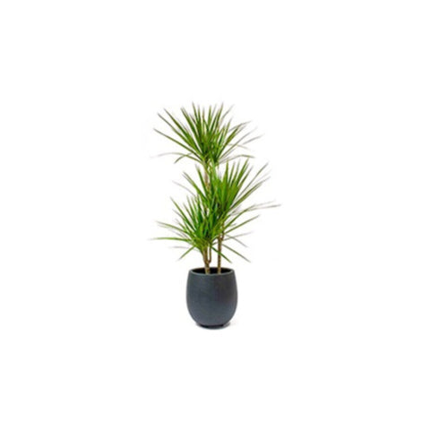 Draceana Marginata | Indoor Live Plant | 90-100 CM Height