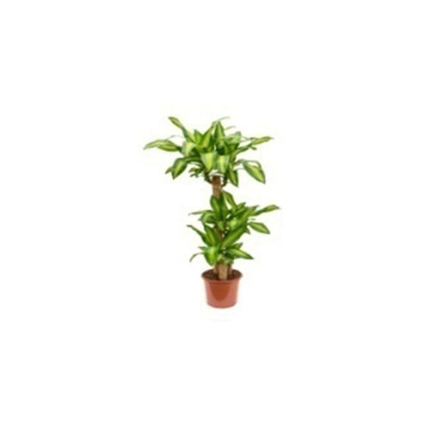 Draceana Massengeana | Indoor  Live Plant | 100-110 CM Height