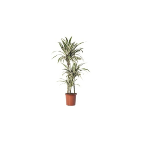 Draceana Warnecckii | Indoor Live Plant | 90-100 CM Height